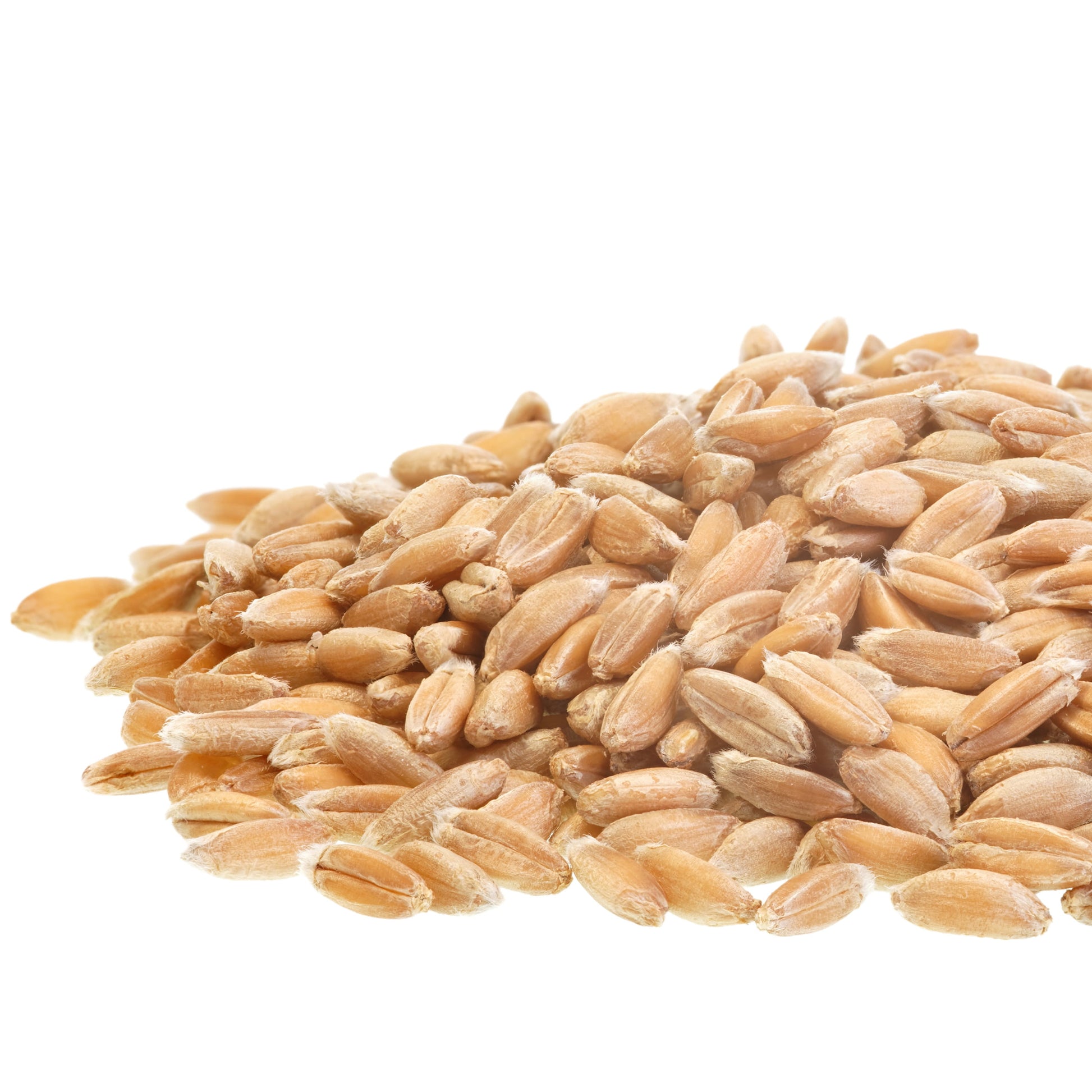 (2 Pack) (2 Pack)  Hard White Wheat Emergency Food Storage 4 Gallon Pail